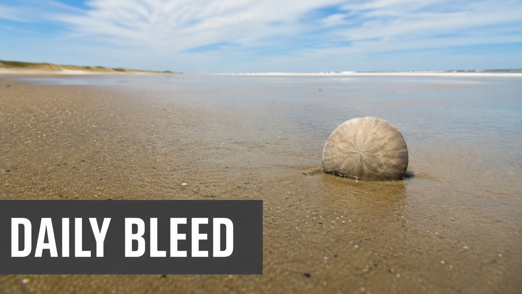 A sand dollar resting on a smooth, sandy beach under a clear blue sky.